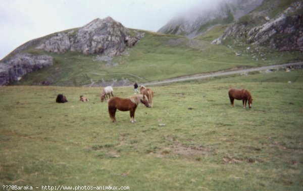 Photo de Races diffrentes