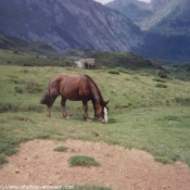 Photo de Races diffrentes