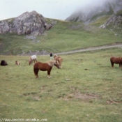 Photo de Races diffrentes