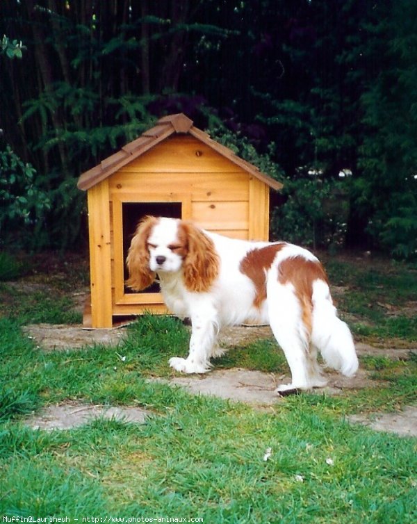 Photo de Cavalier king charles spaniel