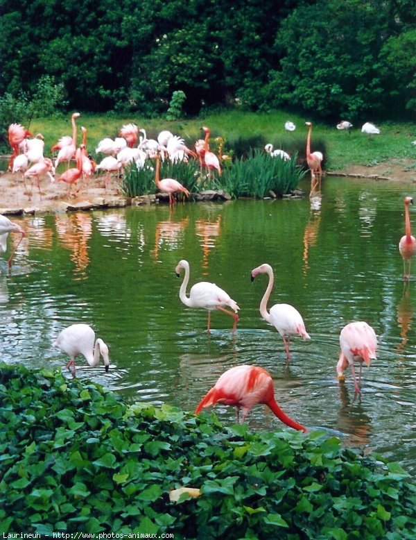 Photo de Flamand rose