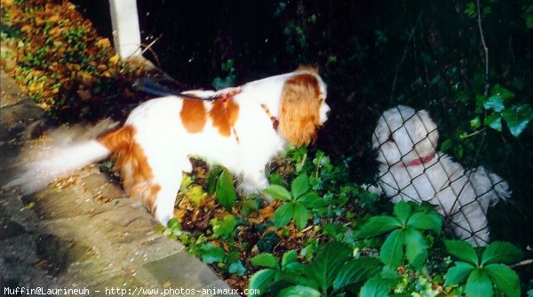 Photo de Cavalier king charles spaniel