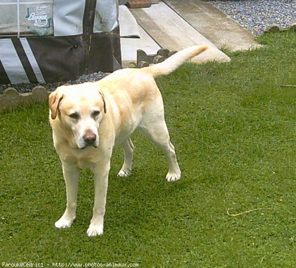 Photo de Labrador retriever