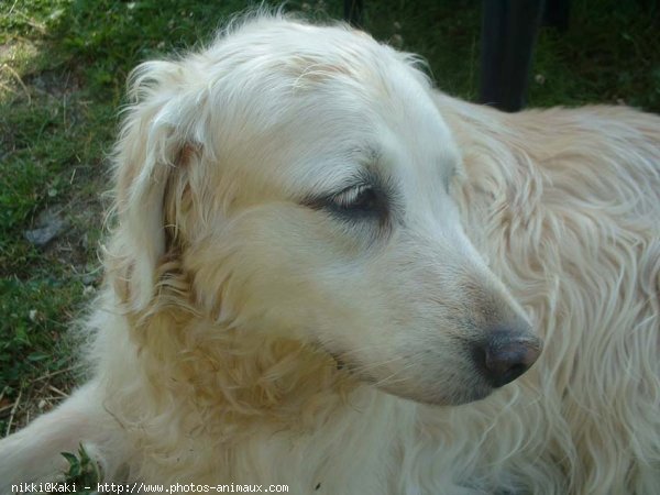 Photo de Golden retriever