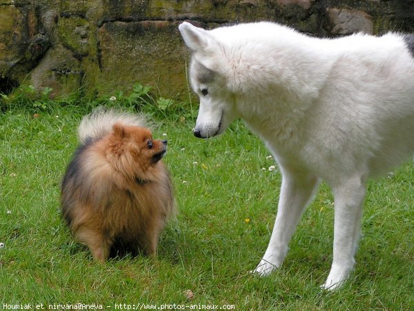 Photo de Husky siberien