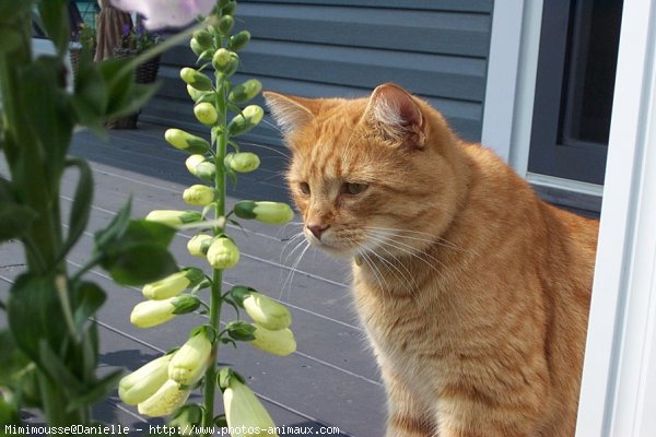 Photo de Chat domestique