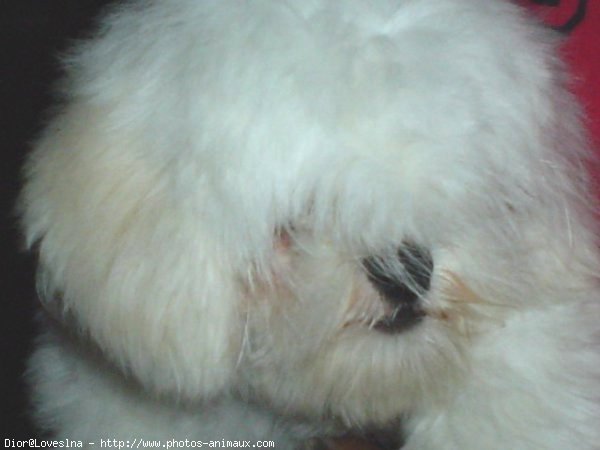 Photo de Lhassa apso