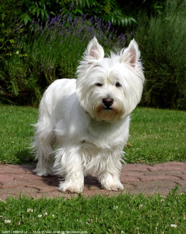 Photo de West highland white terrier