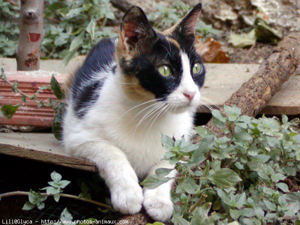 Photo de Chat domestique