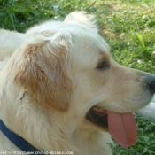 Photo de Golden retriever