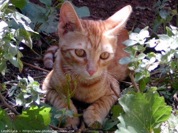 Photo de Chat domestique