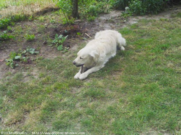 Photo de Golden retriever