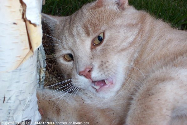 Photo de Chat domestique