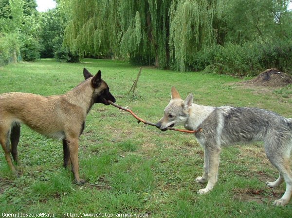 Photo de Races diffrentes