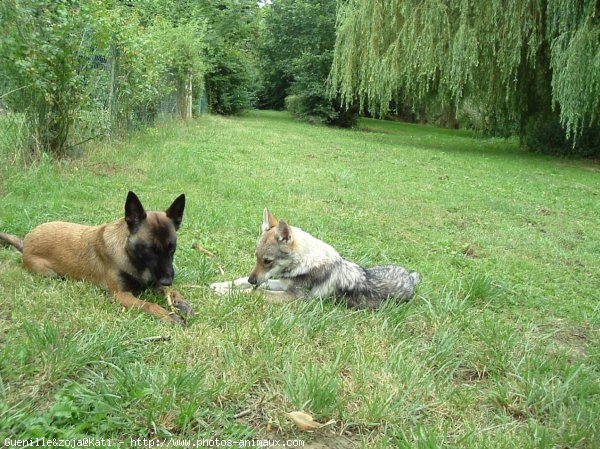 Photo de Races diffrentes