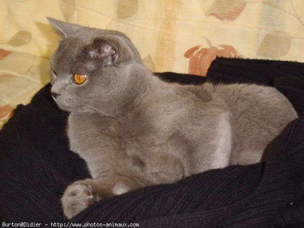 Photo de Chartreux