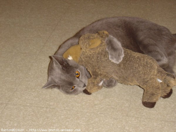 Photo de Chartreux