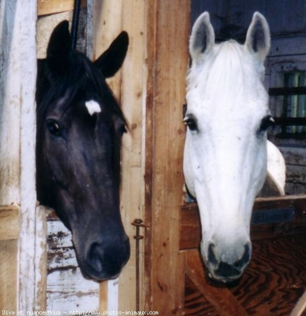 Photo de Races diffrentes