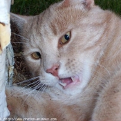 Photo de Chat domestique