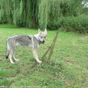 Photo de Chien loup tchcoslovaque