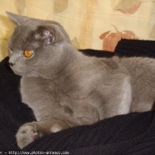 Photo de Chartreux