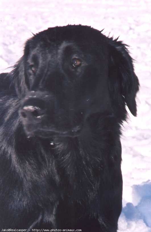 Photo de Retriever  poil plat