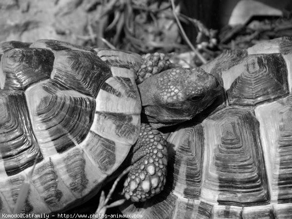 Photo de Tortue