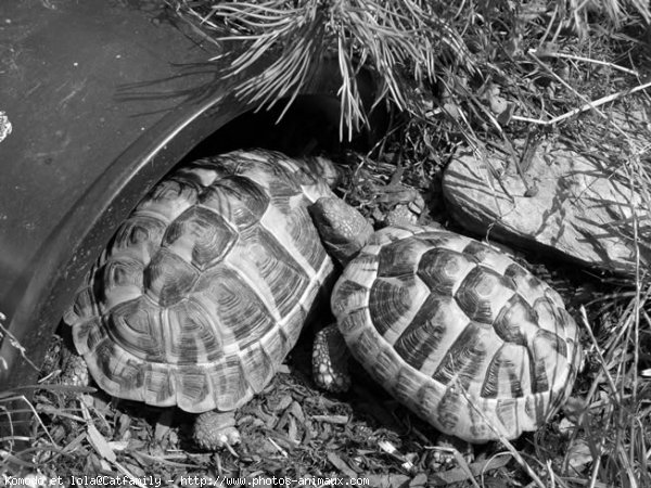 Photo de Tortue