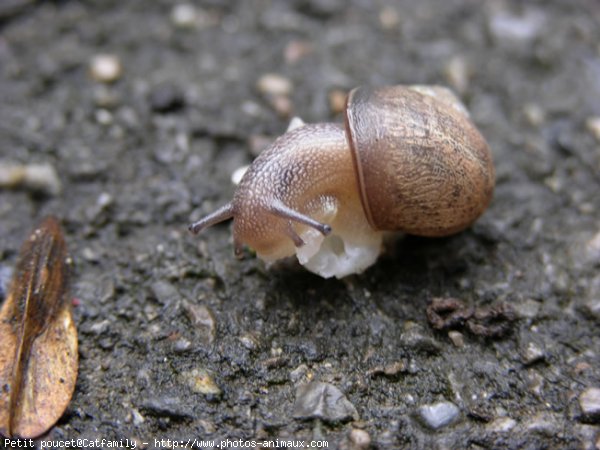 Photo d'Escargot