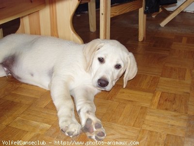 Photo de Labrador retriever