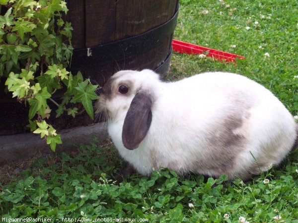 Photo de Lapin