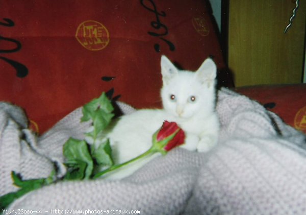 Photo de Chat domestique