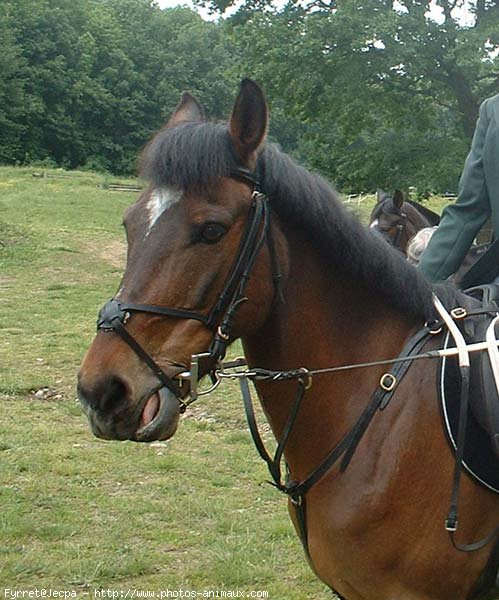 Photo de Poney franais de selle