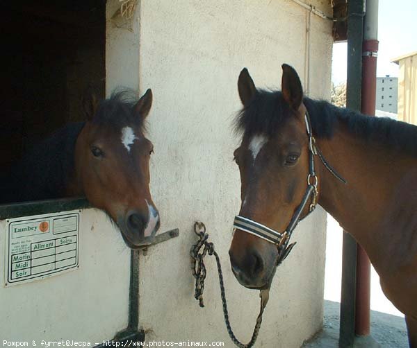 Photo de Races diffrentes