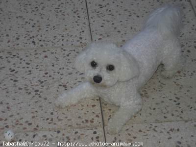 Photo de Bichon  poil fris