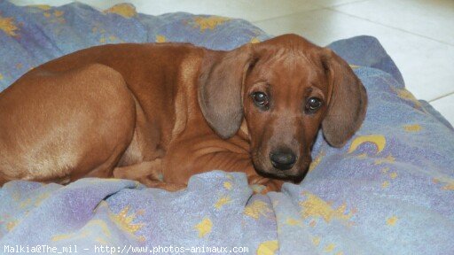 Photo de Rhodesian ridgeback