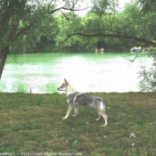 Photo de Chien loup tchcoslovaque