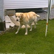 Photo de Labrador retriever