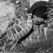 Photo de Tortue