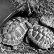 Photo de Tortue