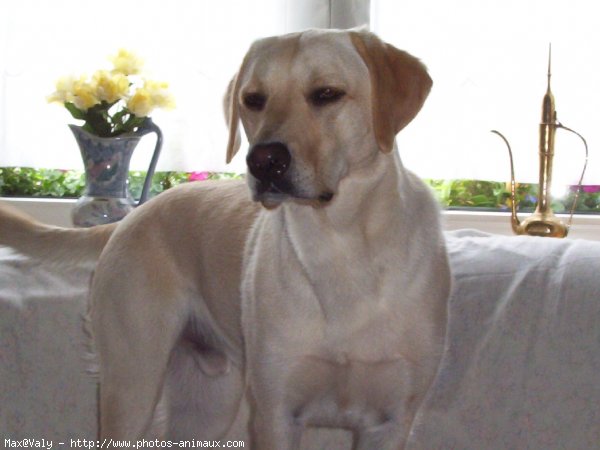 Photo de Labrador retriever