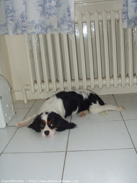 Photo de Cavalier king charles spaniel