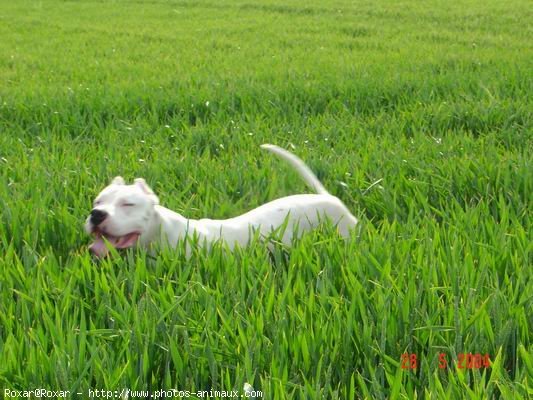 Photo de Dogue argentin