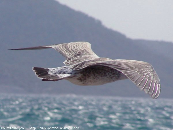 Photo de Mouette