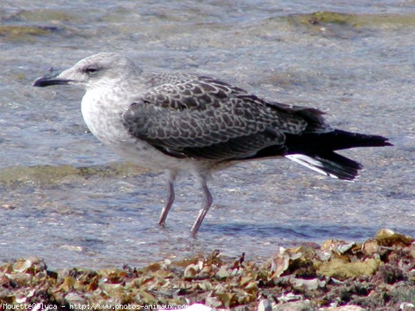 Photo de Mouette