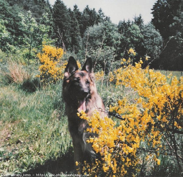 Photo de Berger allemand  poil court