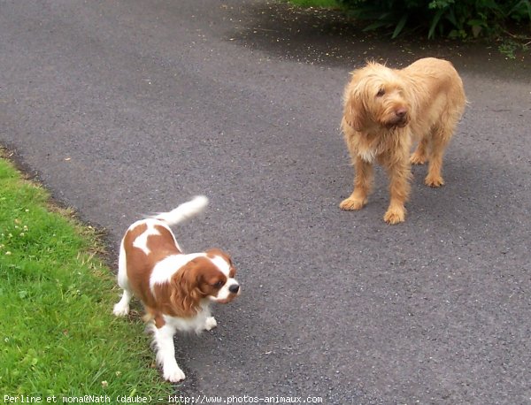 Photo de Races diffrentes