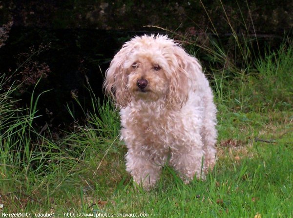 Photo de Bichon  poil fris