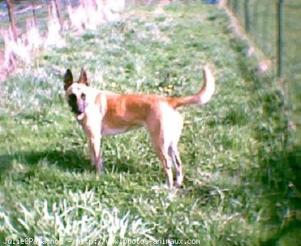 Photo de Berger belge malinois