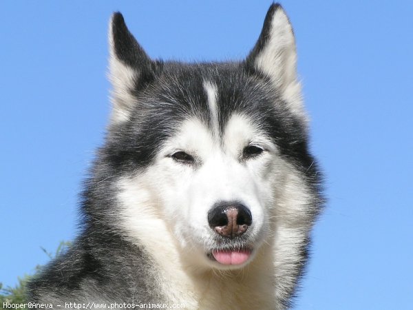 Photo de Husky siberien